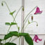Clematis texensis Etoile rose